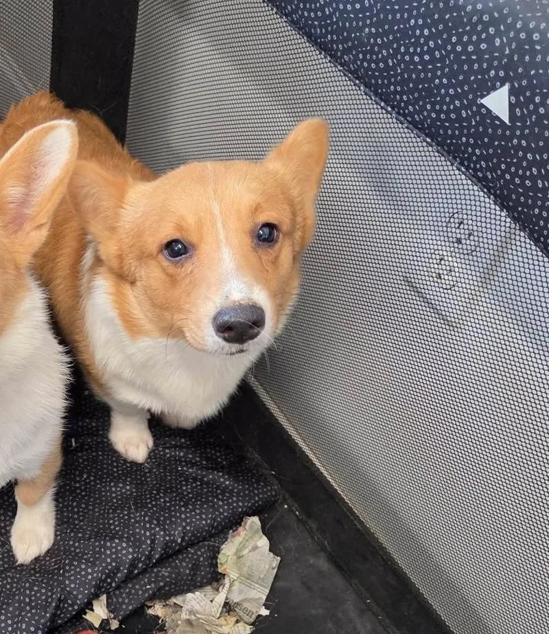 A young medium-sized male Cardigan Welsh Corgi dog named Grahamcracker for adoption in Havertown, PA