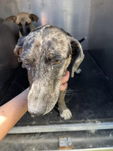 An adult small-sized female Dachshund dog named Winky for adoption in Pearland, TX