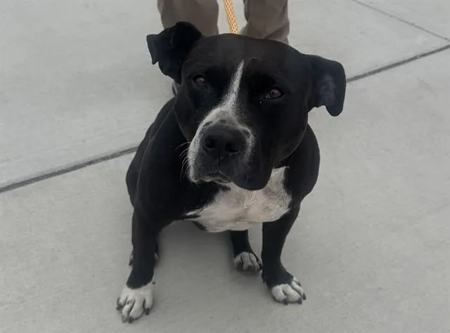 An adult large-sized female Pit Bull Terrier dog named Luna for adoption in Salinas, CA