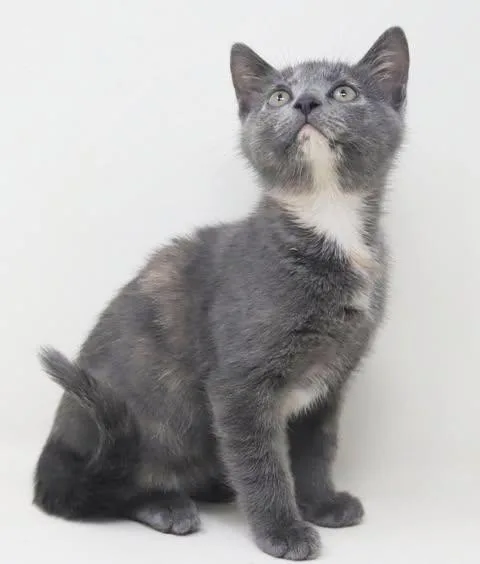 A baby small-sized female Dilute Tortoiseshell cat named Izzy is a LOVE for adoption in Bedford Hills, NY