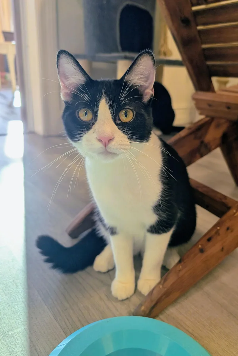 A young medium-sized male Black & White / Tuxedo Domestic Short Hair cat named Bauer for adoption in Palm Harbor, FL