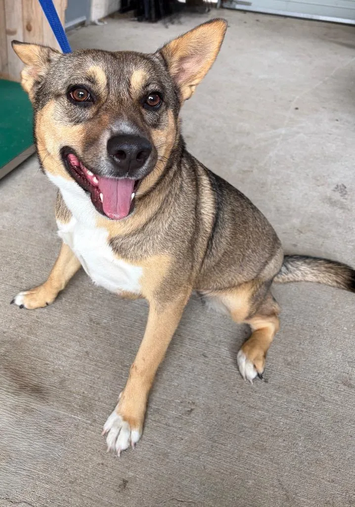 An adult large-sized female Shepherd dog named Chyna for adoption in Missouri City, TX