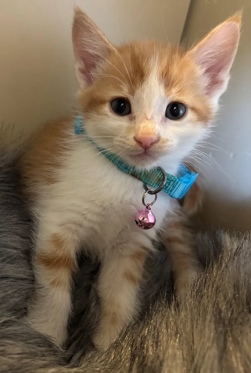 A baby medium-sized male Orange & White Domestic Short Hair cat named Tig for adoption in San Jose, CA