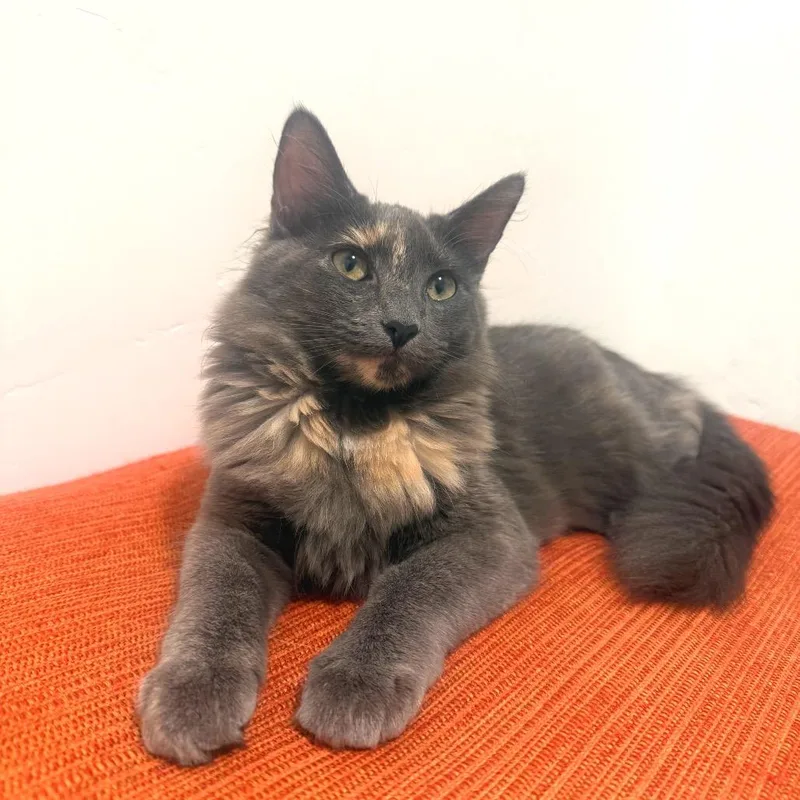 A young medium-sized female Tortoiseshell Domestic Medium Hair cat named Stella Jessup for adoption in Eagle Mountain, UT