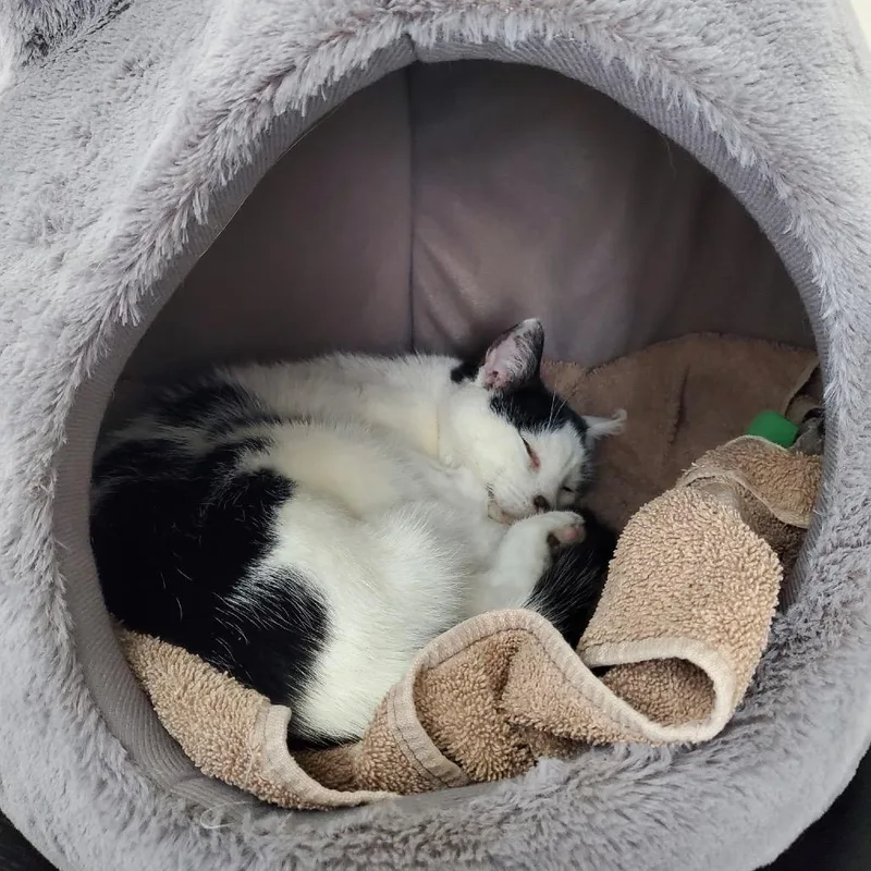 A senior medium-sized female White Domestic Short Hair cat named Sassy for adoption in Asheville, NC