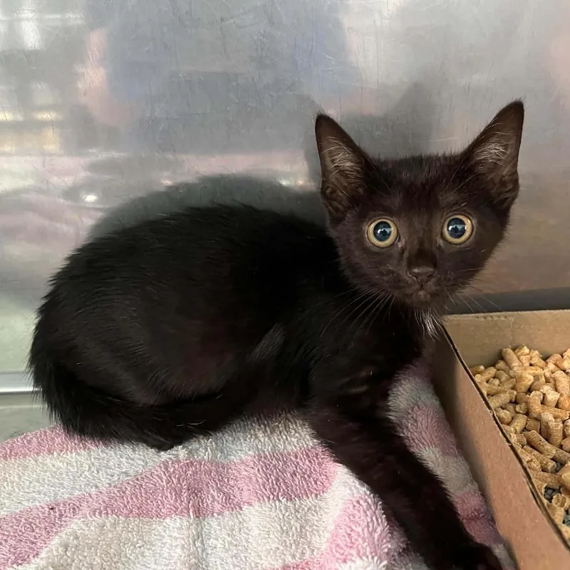 A baby small-sized male Black Domestic Short Hair cat named Vader for adoption in Harrisonburg, VA
