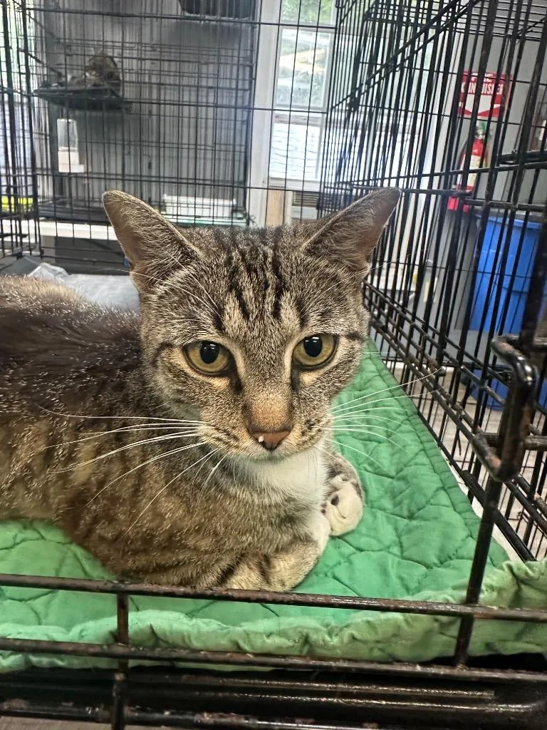 An adult medium-sized female Tabby (Gray / Blue / Silver) American Shorthair cat named Verde for adoption in Winnsboro, SC
