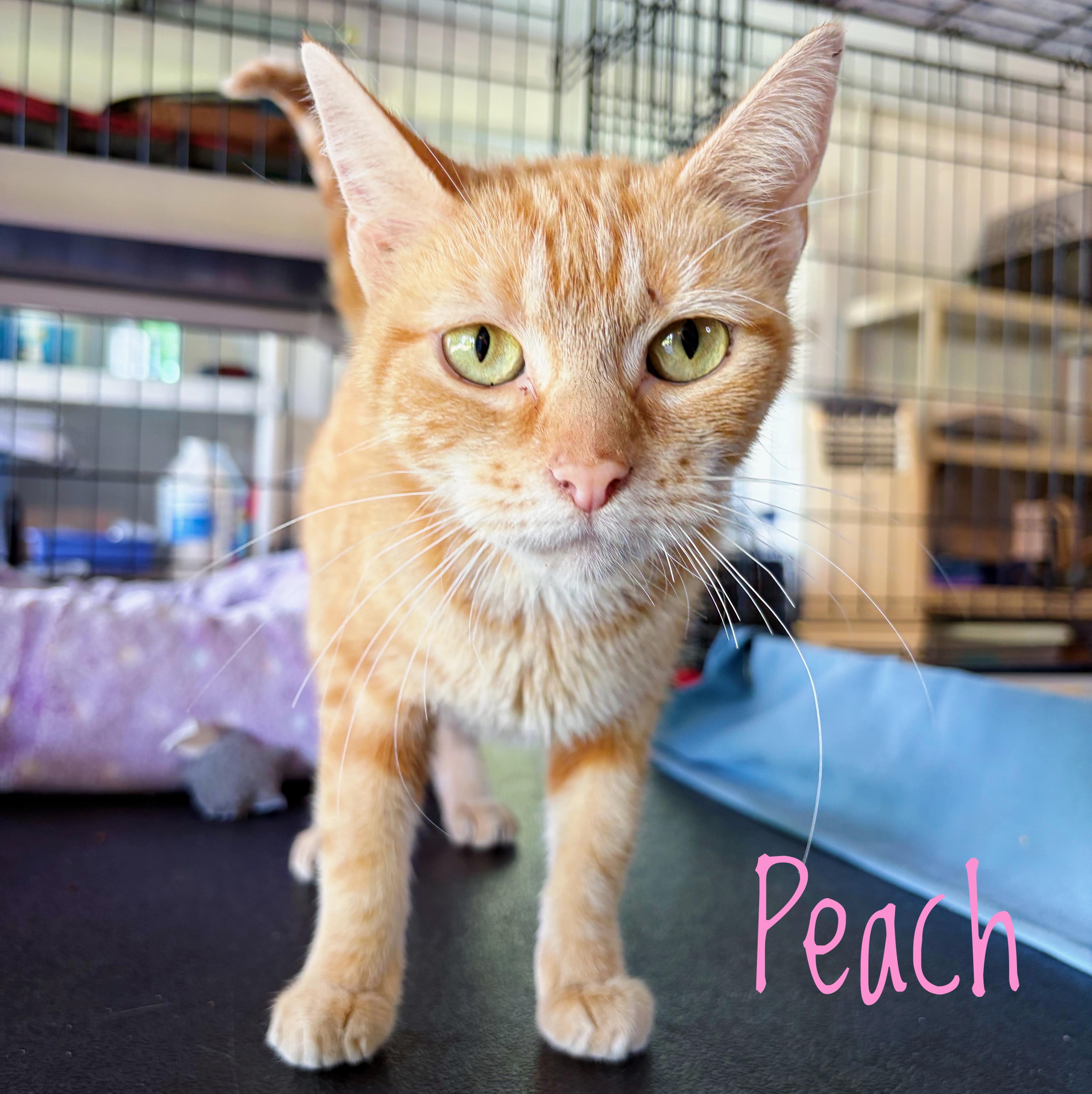 An adult medium-sized female Tabby (Orange / Red) Domestic Short Hair cat named Peach for adoption in Bethel, OH