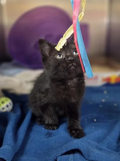 A baby small-sized male Domestic Short Hair cat named Forester for adoption in Westland, MI