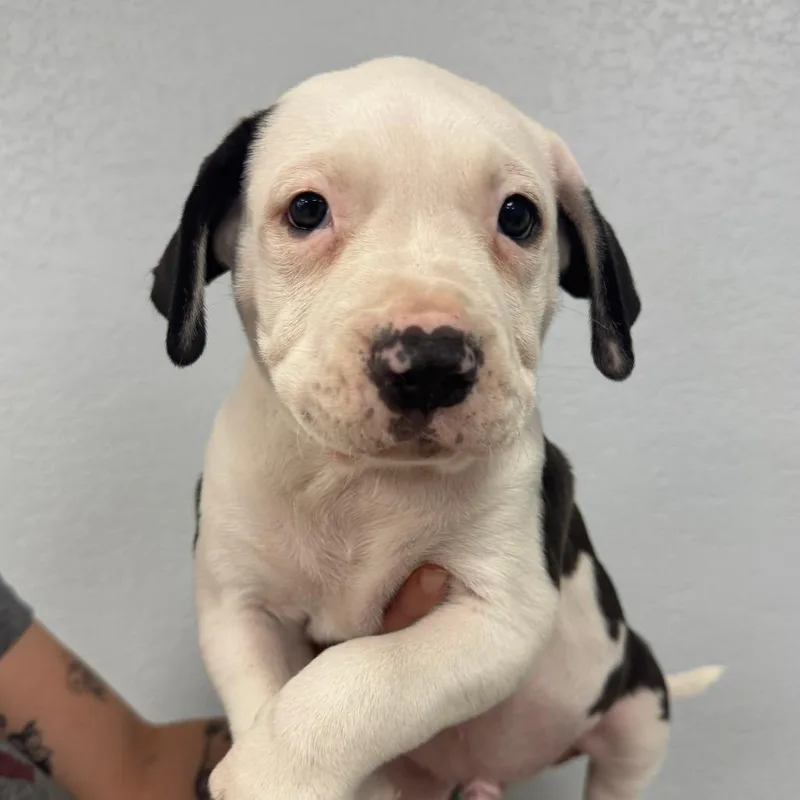 A baby small-sized male White / Cream American Bulldog dog named Peter for adoption in Waco, TX