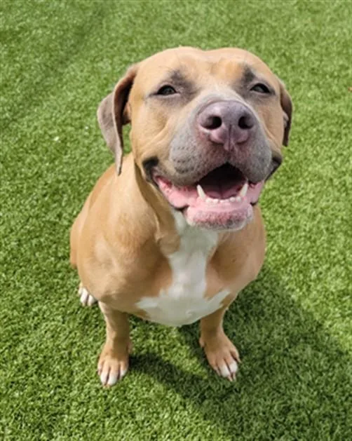 A young medium-sized female Pit Bull Terrier dog named Rayna for adoption in Toledo, OH