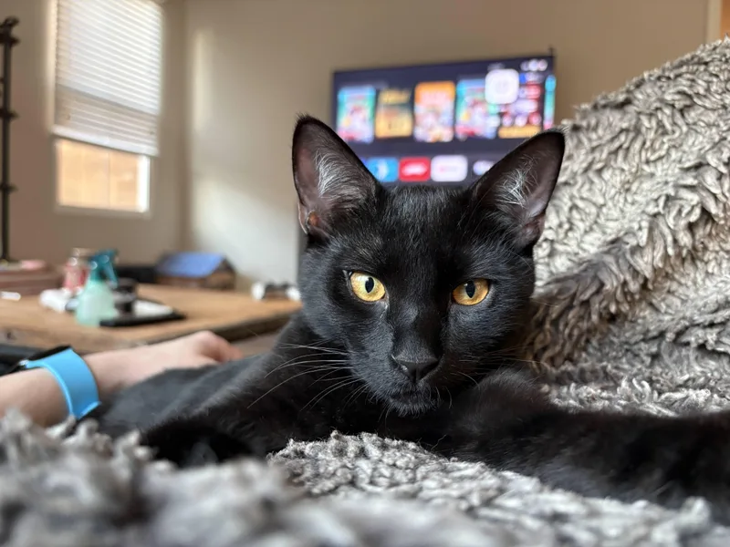 Kuro & Notch thumbnail 2