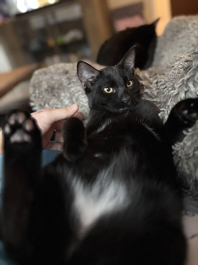 Kuro & Notch thumbnail 3