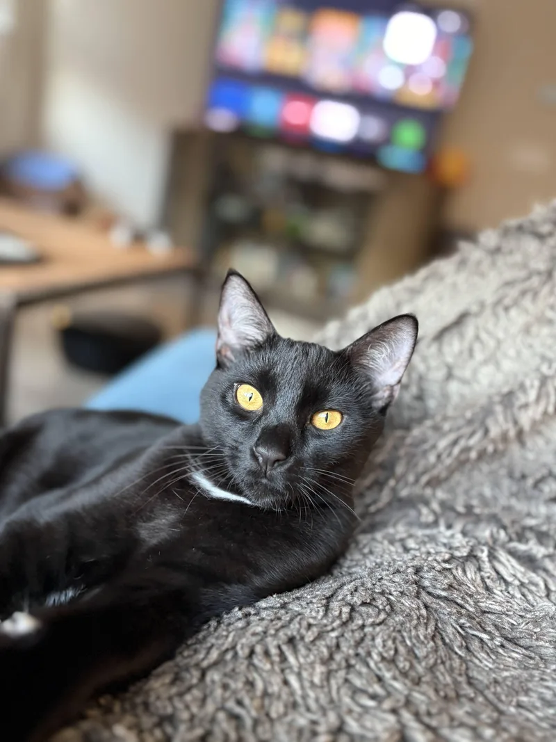 Kuro & Notch thumbnail 4