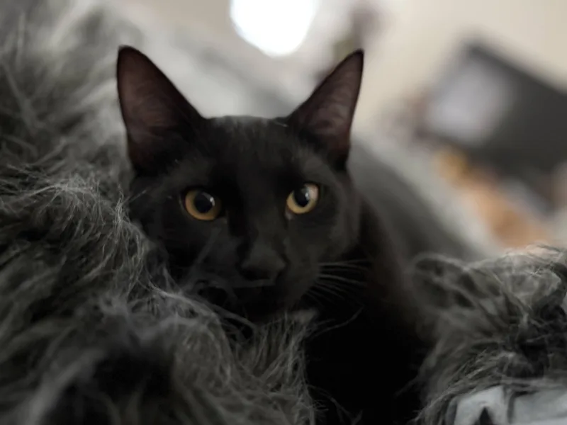 Kuro & Notch thumbnail 5