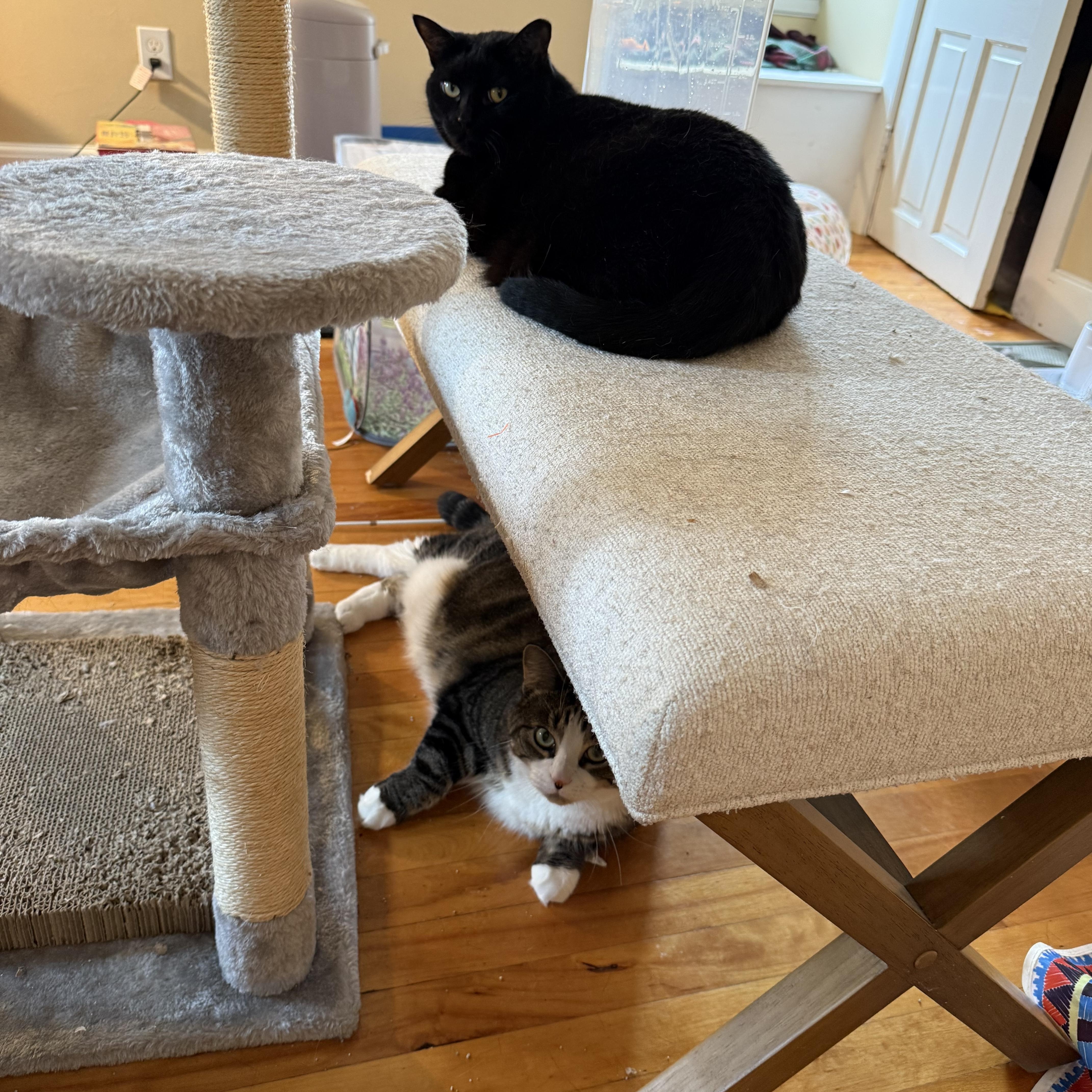 Millie & Mia