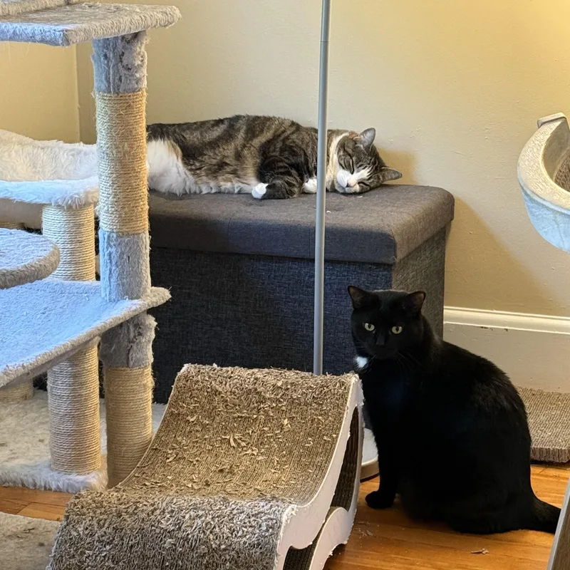 Millie & Mia thumbnail 2