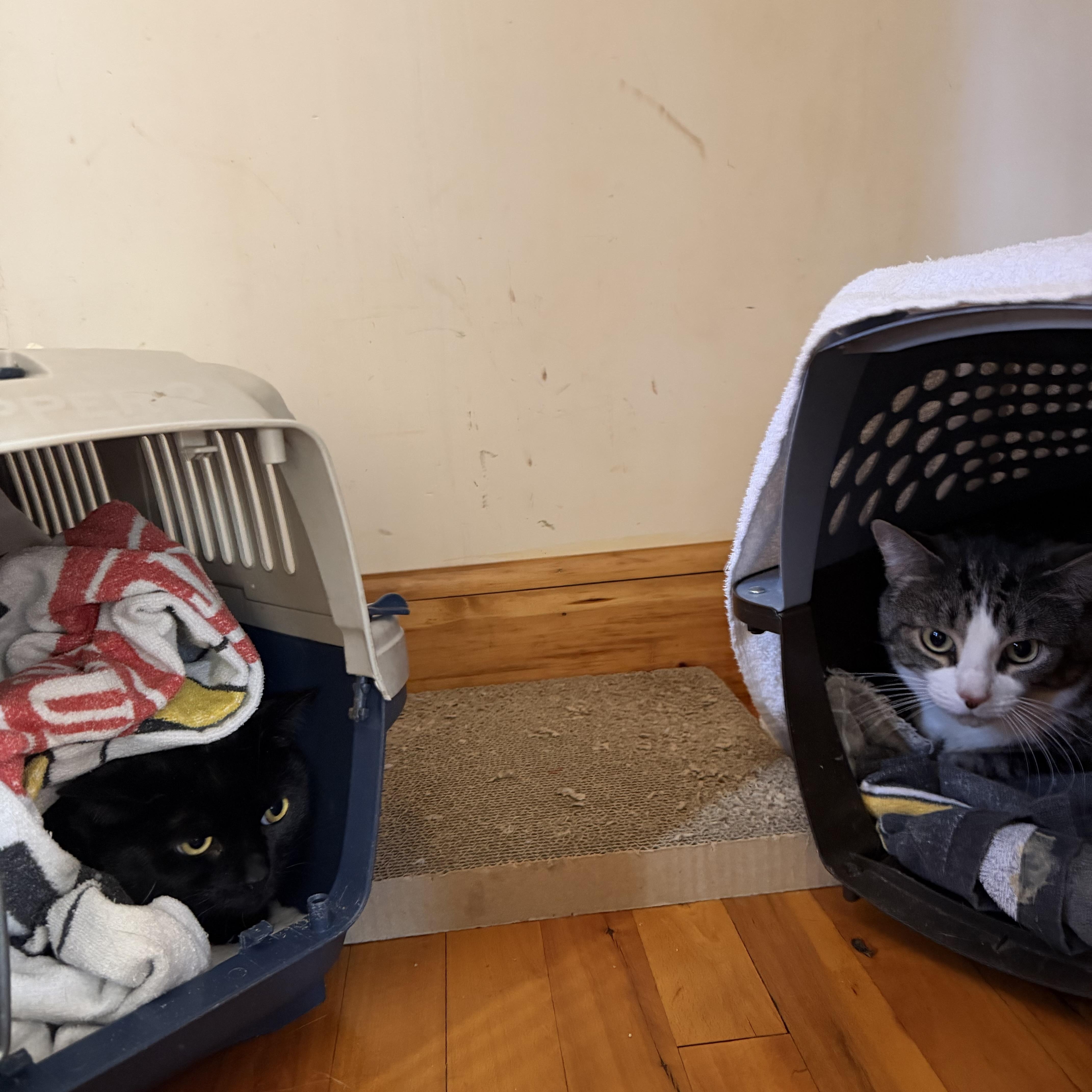 Millie & Mia thumbnail 5