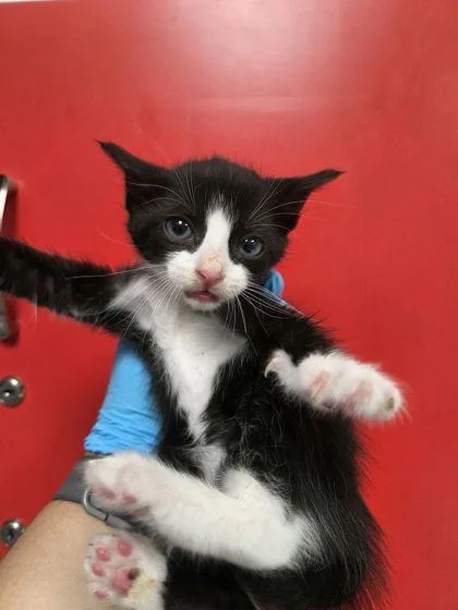A young small-sized female Domestic Short Hair cat named B Cersei for adoption in North Charleston, SC