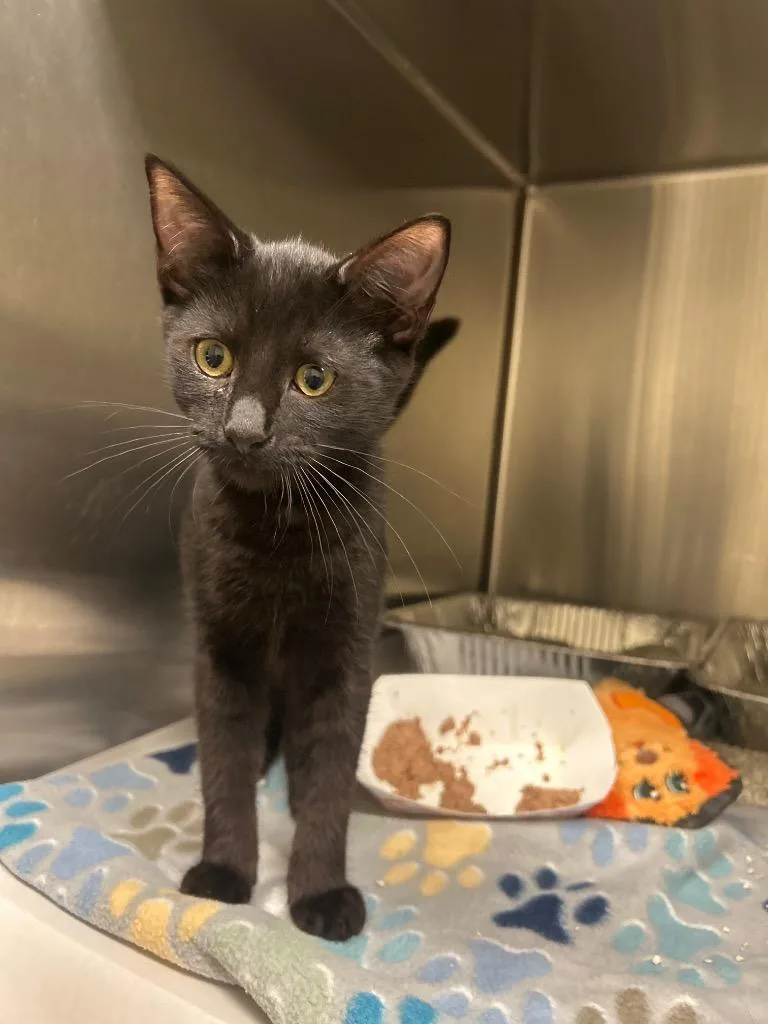 A baby small-sized female Domestic Short Hair cat named 2026-05-216 for adoption in Winder, GA