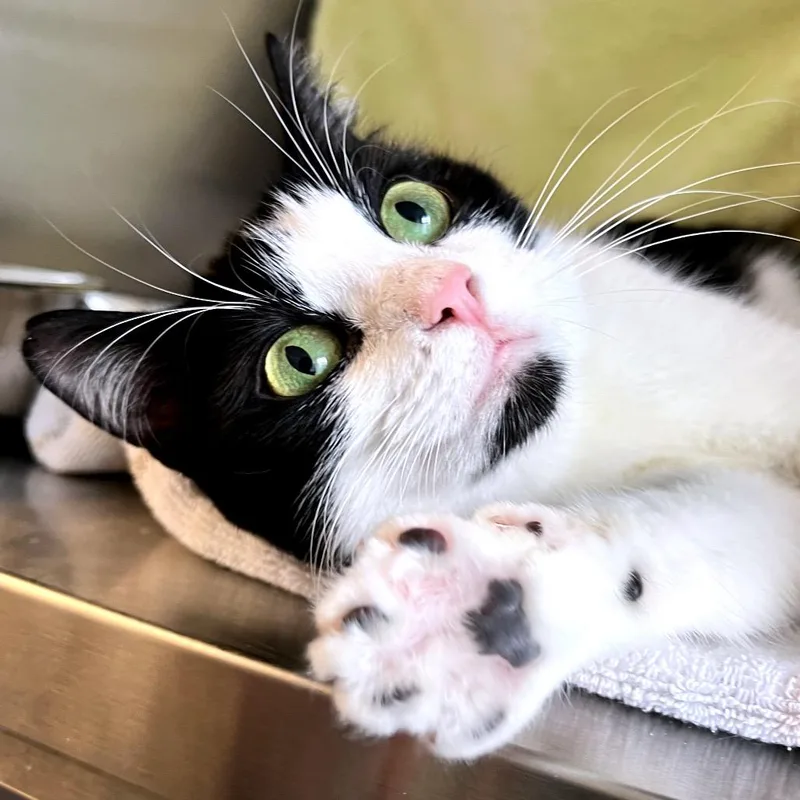 An adult medium-sized female Black Domestic Short Hair cat named Sciel for adoption in Pittsburgh, PA