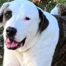 An adult large-sized male White / Cream Mixed Breed dog named Buddy for adoption in Alexandria, VA