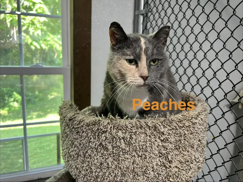 Peaches thumbnail 2