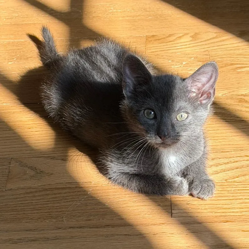 A baby small-sized male Gray / Blue / Silver Domestic Short Hair cat named Sierra for adoption in Chattanooga, TN