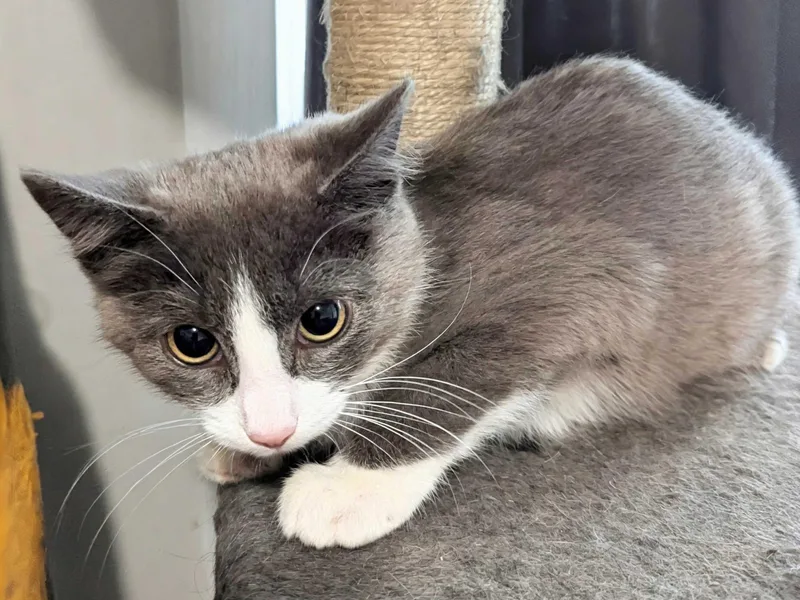 A young small-sized female Domestic Short Hair cat named Lorraine for adoption in Seven Valleys, PA