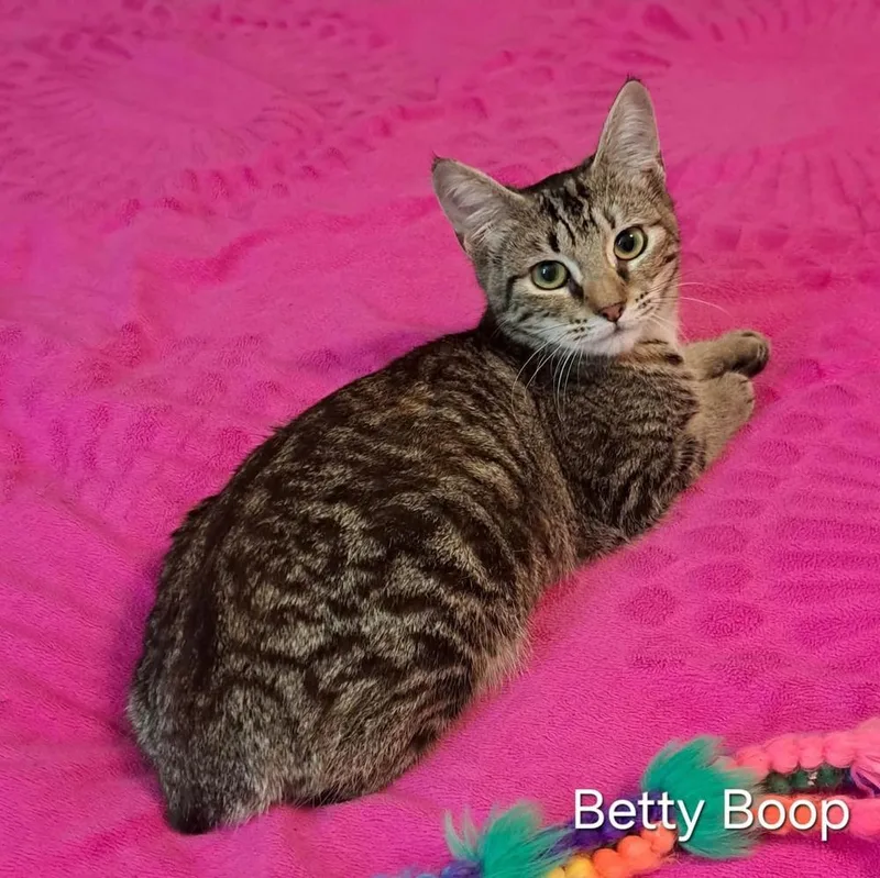 A baby small-sized female Domestic Short Hair cat named Betty Boop for adoption in Groveland, MA