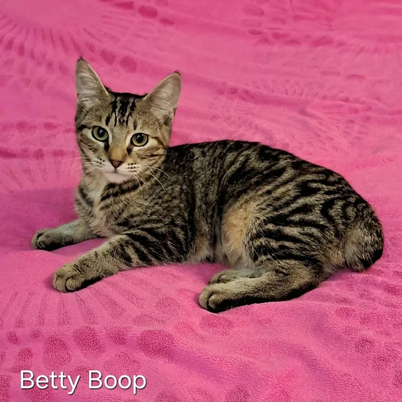 Betty Boop thumbnail 2