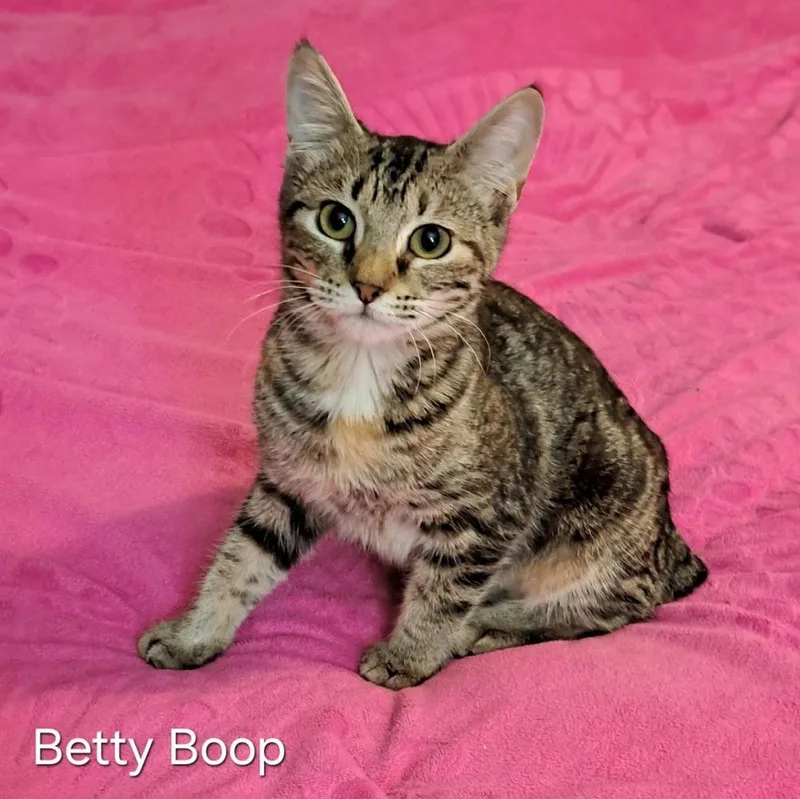 Betty Boop thumbnail 3