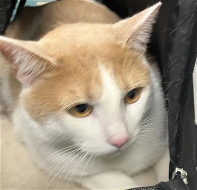 An adult large-sized male Domestic Short Hair cat named Gunther for adoption in Long Beach, CA