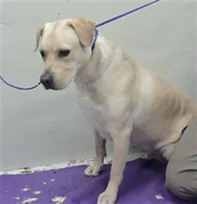 An adult medium-sized female Labrador Retriever dog named Liza for adoption in Houston, TX
