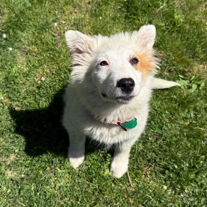 A baby small-sized female White / Cream Mixed Breed dog named Dusty for adoption in Buffalo, MN