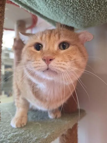 A baby small-sized male Domestic Short Hair cat named Ceasar for adoption in Scottsbluff, NE