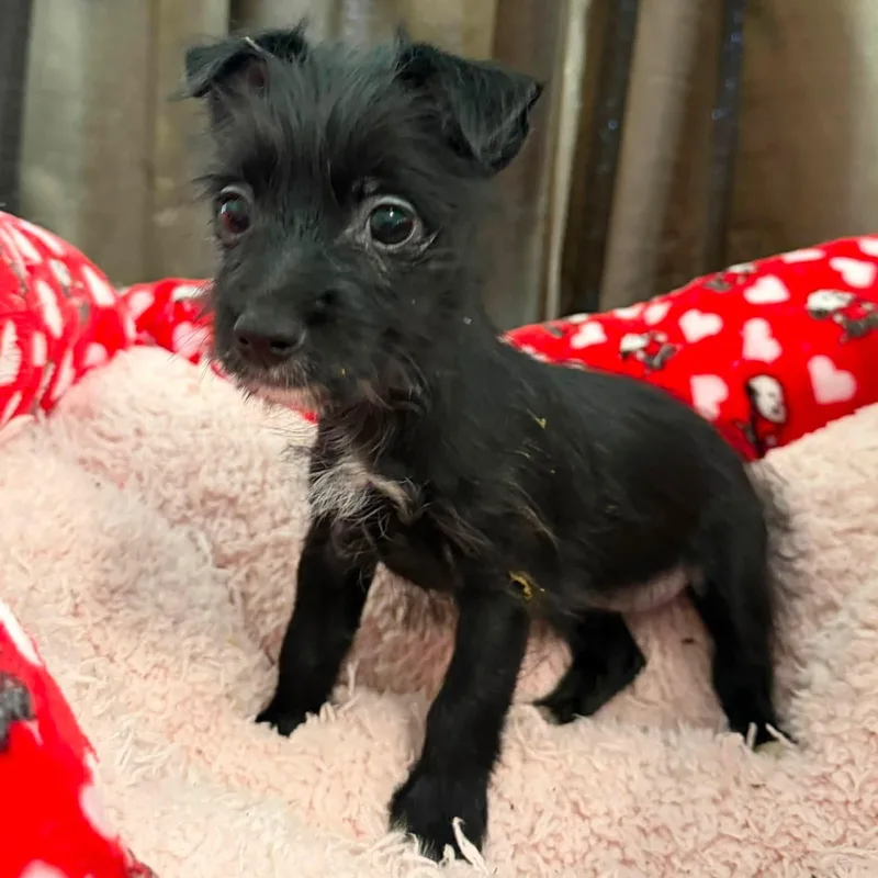 A baby small-sized female Black Terrier dog named Angel Hair for adoption in Agua Dulce, CA