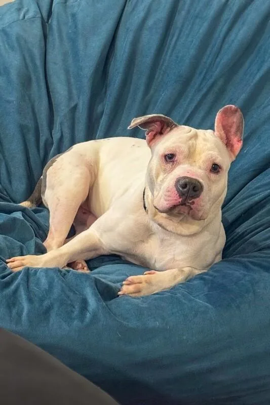 An adult large-sized male White / Cream Mixed Breed dog named Billy Boy for adoption in Cincinnati, OH