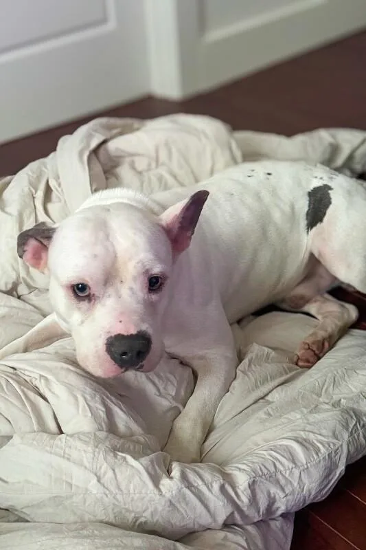Billy Boy thumbnail 3