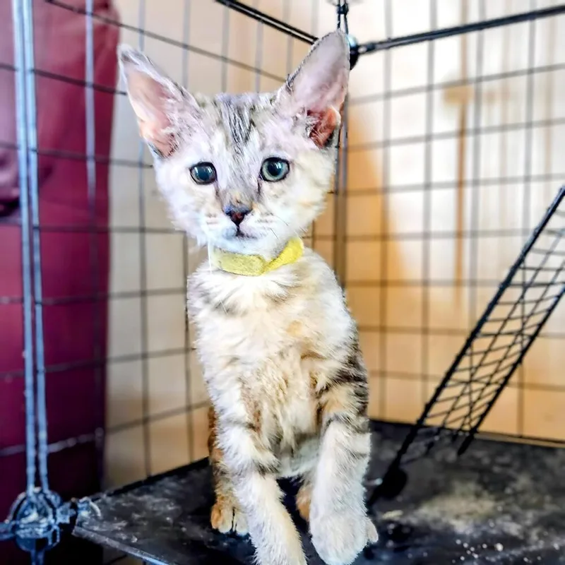 A baby small-sized female Domestic Short Hair cat named Loxie for adoption in Albuquerque, NM
