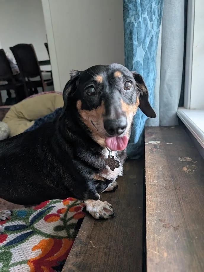 A senior medium-sized female Black Dachshund dog named Tali MA for adoption in Bryan, TX