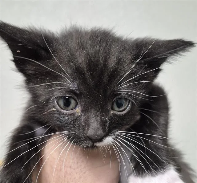 A baby small-sized female Domestic Short Hair cat named Melanie for adoption in Bakersfield, CA