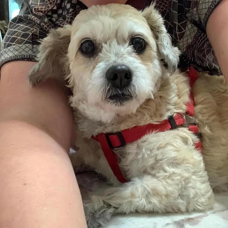 Hufflepuff thumbnail 3