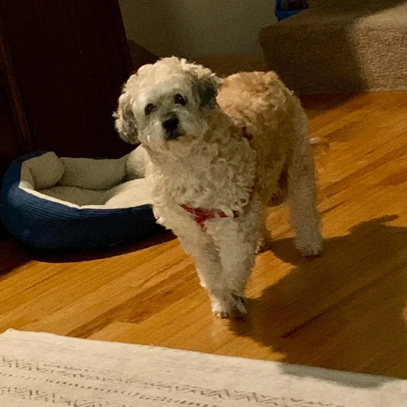 Hufflepuff thumbnail 4