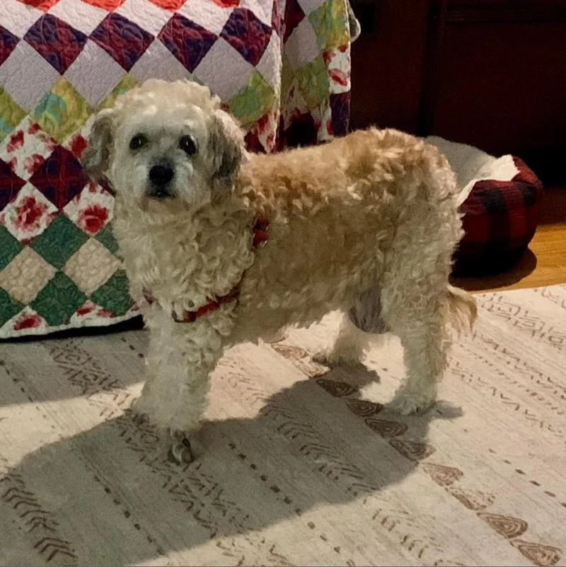 Hufflepuff thumbnail 5