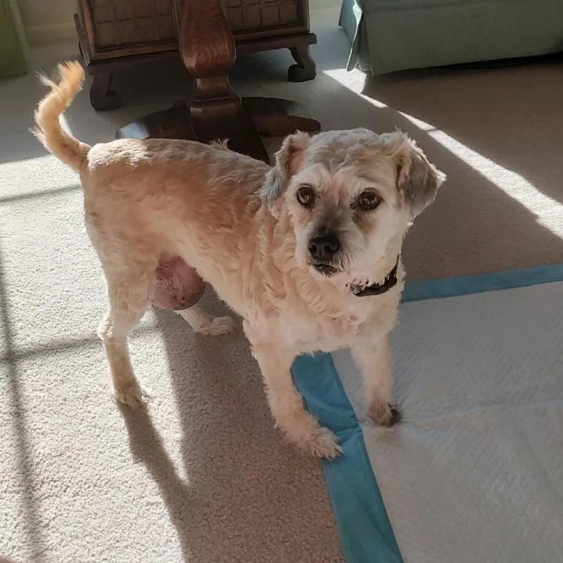 Hufflepuff thumbnail 6