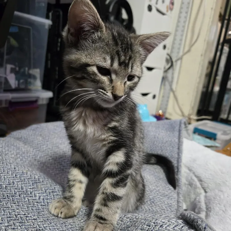 A baby small-sized female Brown / Chocolate Domestic Short Hair cat named Kiwi McGuire for adoption in Eagle Mountain, UT