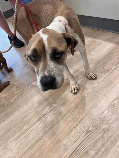 An adult large-sized female Pit Bull Terrier dog named Velma for adoption in Pearland, TX