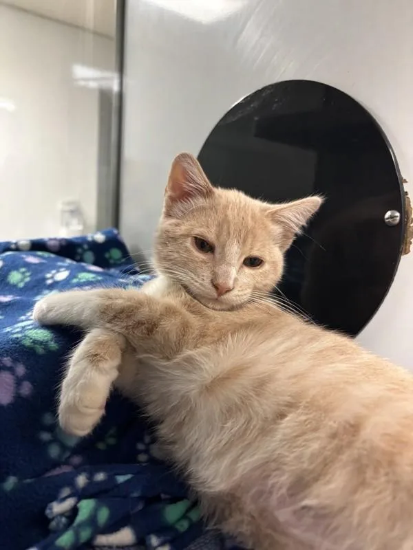 A baby small-sized male Domestic Short Hair cat named Mackerel for adoption in Escondido, CA