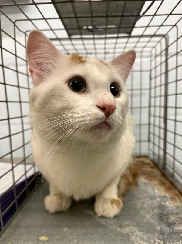 An adult large-sized male Domestic Medium Hair cat named Maui for adoption in Millersville, MD